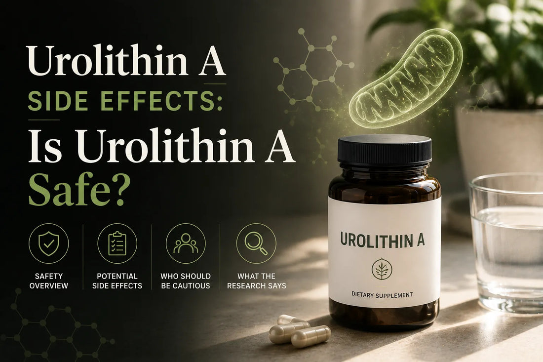 Urolithin A Side Effects: Is Urolithin A Safe?