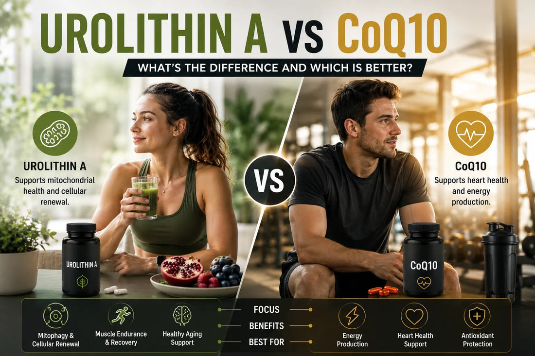Urolithin A vs CoQ10: What’s the Difference and Which Is Better?