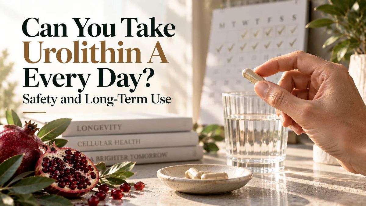Can You Take Urolithin A Every Day? Safety and Long-Term Use