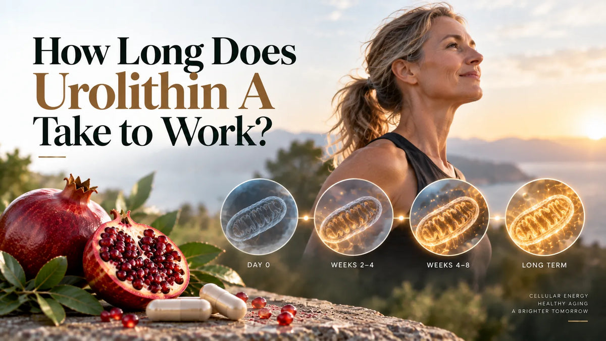 How Long Does Urolithin A Take to Work?