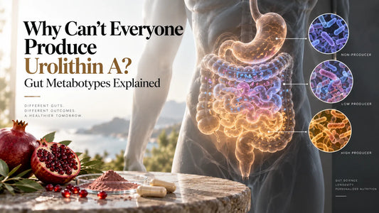 Why Can’t Everyone Produce Urolithin A? Gut Metabotypes Explained
