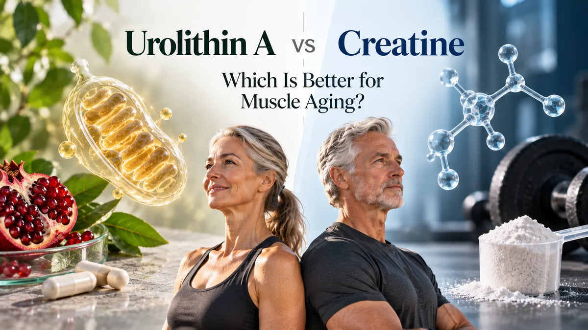 Urolithin A vs Creatine: Which Is Better for Muscle Aging?