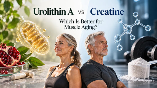 Urolithin A vs Creatine: Which Is Better for Muscle Aging?