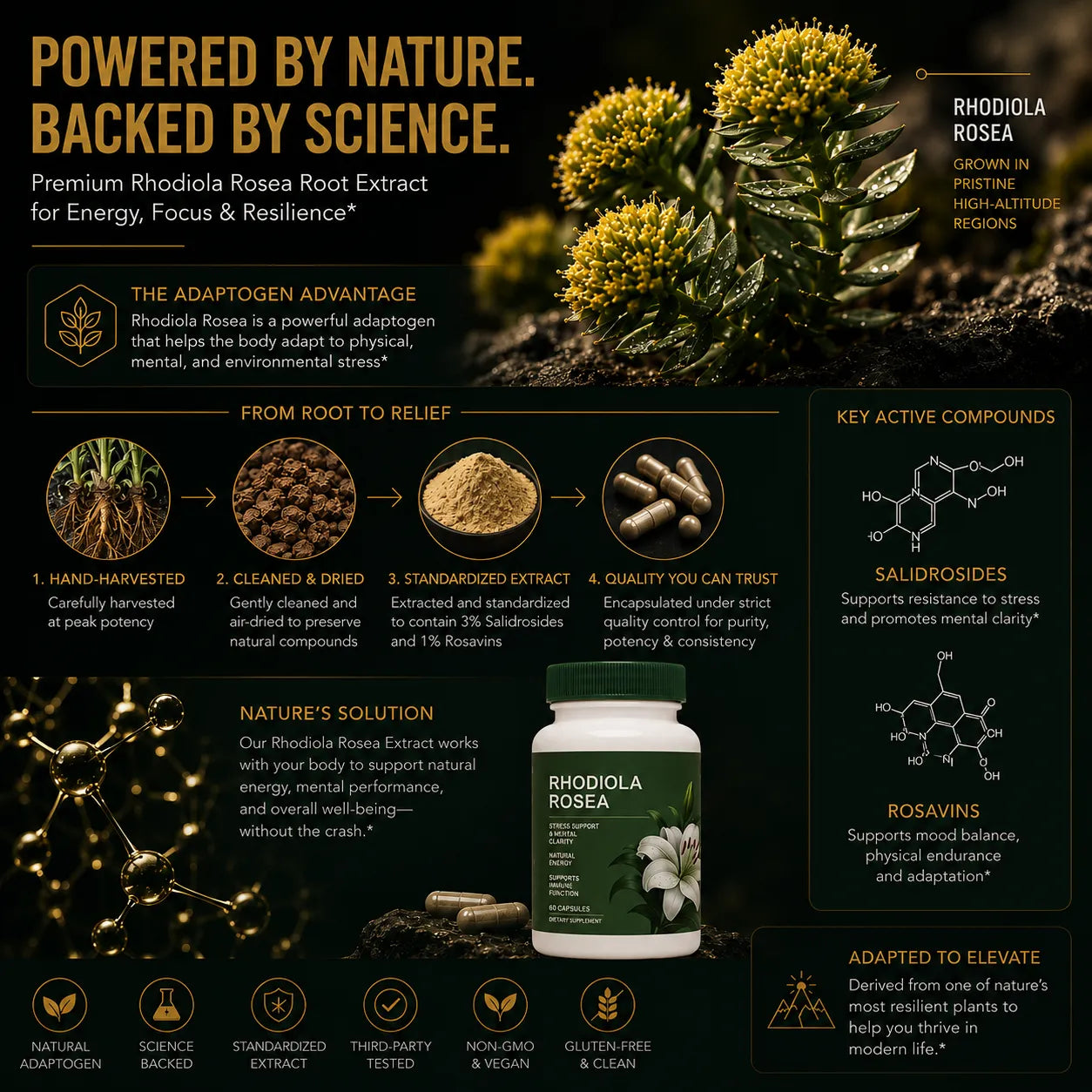Rhodiola Rosea root extract featuring standardized salidrosides and rosavins for stress resilience, focus and energy support